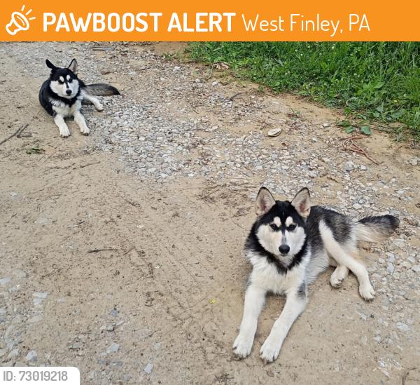 Found/Stray Male Dog last seen Beham Ridge Road & West Finley Road, West Finley, PA 15377