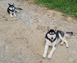 Found/Stray Male Dog last seen Beham Ridge Road & West Finley Road, West Finley, PA 15377