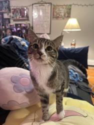 Found/Stray Female Cat last seen 56th & Melvina, Chicago, IL 60638