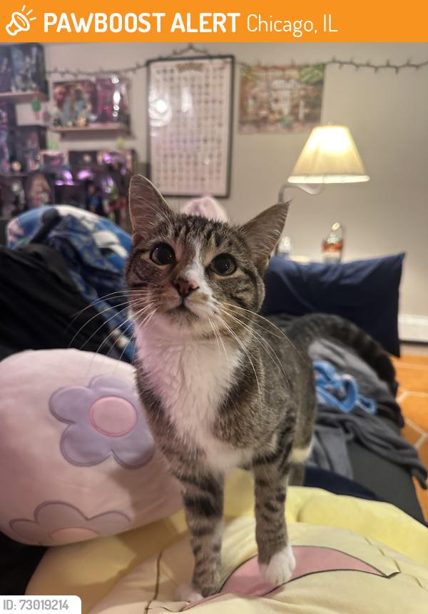 Found/Stray Female Cat last seen 56th & Melvina, Chicago, IL 60638