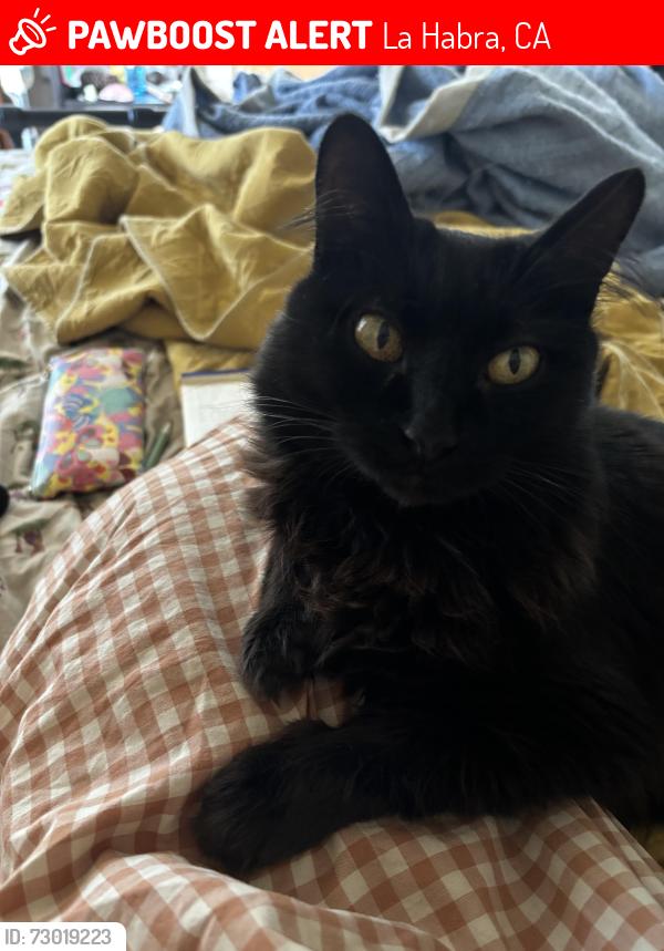 Lost Female Cat last seen La Habra Blvd and Harbor Blvd, La Habra, CA 90631