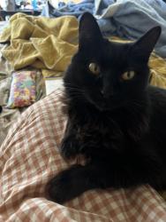 Lost Female Cat last seen La Habra Blvd and Harbor Blvd, La Habra, CA 90631