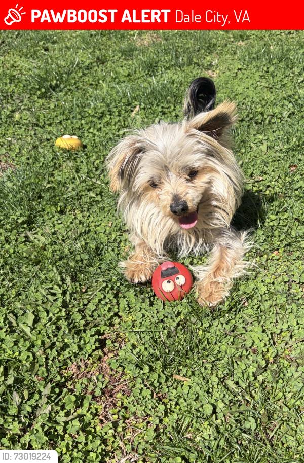 Lost Male Dog last seen Right on Dale Blvd, Dale City, VA 22193