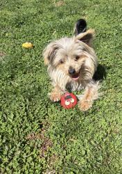 Lost Male Dog last seen Right on Dale Blvd, Dale City, VA 22193