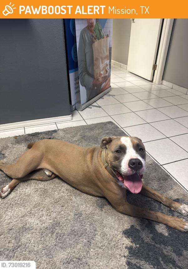 Found/Stray Male Dog last seen Kacy’s Cafe, Mission, TX 78572