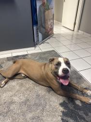 Found/Stray Male Dog last seen Kacy’s Cafe, Mission, TX 78572
