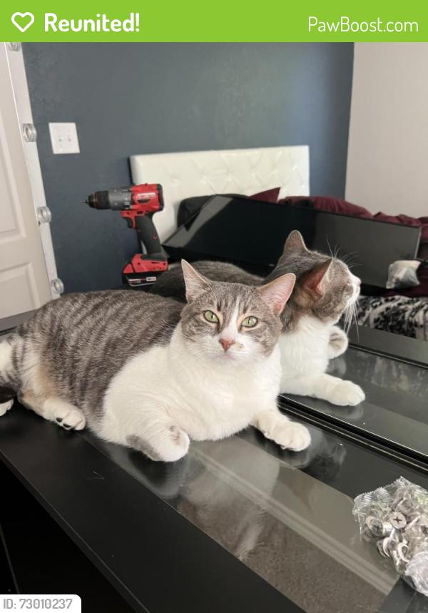 Reunited Male Cat last seen Copper wood Dr , New Braunfels, TX 78130