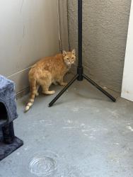 Lost Male Cat last seen Hancock and las brisas, Murrieta, CA 92562