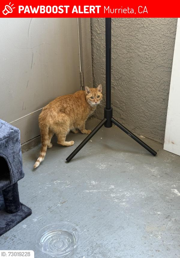 Lost Male Cat last seen Hancock and las brisas, Murrieta, CA 92562