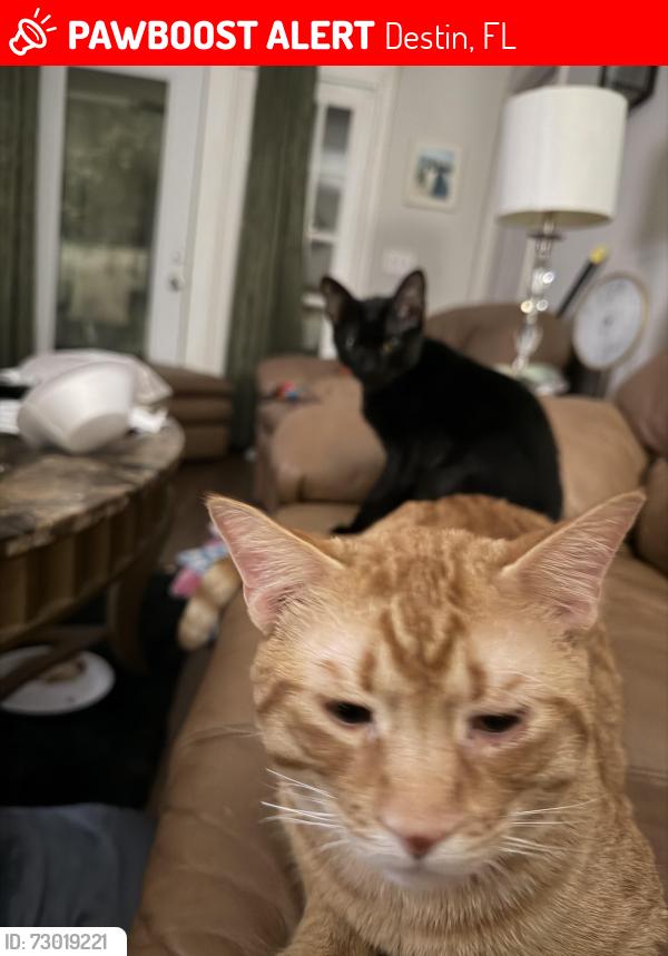 Lost Male Cat last seen Azalea and Benning , Destin, FL 32541