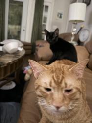 Lost Male Cat last seen Azalea and Benning , Destin, FL 32541