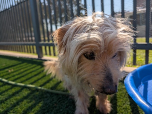 Shelter Stray Male Dog last seen , 3201 Lacy St, Los Angeles, CA 90031, USA