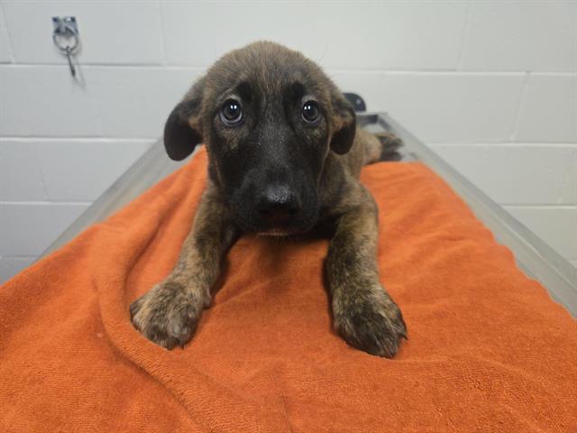 Shelter Stray Female Dog last seen TARGET/BELL RD, 11232 B Ave, Auburn, CA 95603, USA