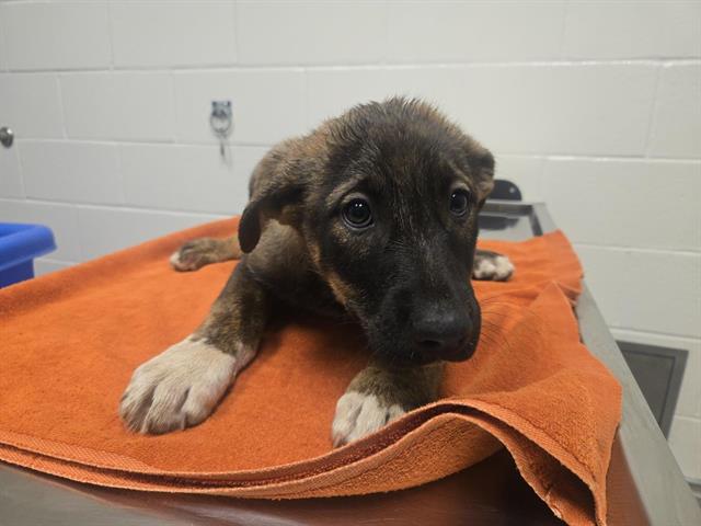Shelter Stray Male Dog last seen TARGET/BELL RD, 11232 B Ave, Auburn, CA 95603, USA