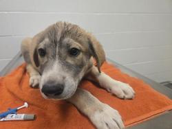 Shelter Stray Male Dog last seen TARGET/BELL RD, 11232 B Ave, Auburn, CA 95603, USA