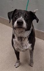 Shelter Stray Male Dog last seen LOVELL CANYON RD, 655 N Mojave Rd, Las Vegas, NV 89101, USA