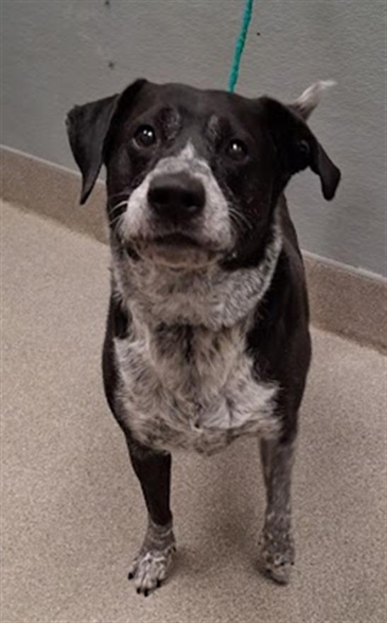 Shelter Stray Male Dog last seen LOVELL CANYON RD, 655 N Mojave Rd, Las Vegas, NV 89101, USA