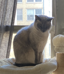 Lost Female Cat last seen between 5th street and 6th street, Long Beach, CA 90814