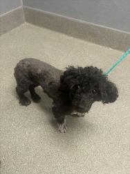 Shelter Stray Female Dog last seen E BONANZA RD & N EASTERN AVE, 655 N Mojave Rd, Las Vegas, NV 89101, USA