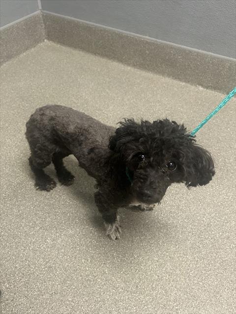 Shelter Stray Female Dog last seen E BONANZA RD & N EASTERN AVE, 655 N Mojave Rd, Las Vegas, NV 89101, USA