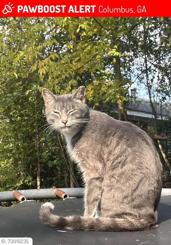 Lost Male Cat last seen Gurely Dr off Warm Springs , Columbus, GA 31904