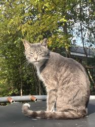 Lost Male Cat last seen Gurely Dr off Warm Springs , Columbus, GA 31904
