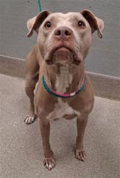 Shelter Stray Female Dog last seen Near BLOCK PIONEER AVE, LAS VEGAS NV 89146, 655 N Mojave Rd, Las Vegas, NV 89101, USA