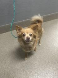 Shelter Stray Female Dog last seen Near BLOCK CECILE AVE, LAS VEGAS NV 89115, 655 N Mojave Rd, Las Vegas, NV 89101, USA