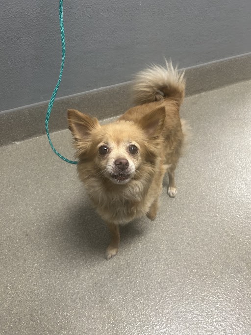 Shelter Stray Female Dog last seen Near BLOCK CECILE AVE, LAS VEGAS NV 89115, 655 N Mojave Rd, Las Vegas, NV 89101, USA