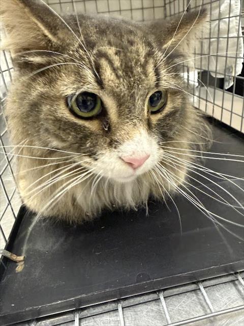 Shelter Stray Male Cat last seen E TONOPAH AVE & JAMES ST, 655 N Mojave Rd, Las Vegas, NV 89101, USA