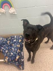 Shelter Stray Female Dog last seen EPPINGER BLVD AND HOFFMAN WAY, 12155 Park Blvd, Brighton, CO 80601, USA