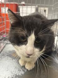 Shelter Stray Male Cat last seen Near BLOCK WARHAWK AVE, LAS VEGAS NV 89115, 655 N Mojave Rd, Las Vegas, NV 89101, USA