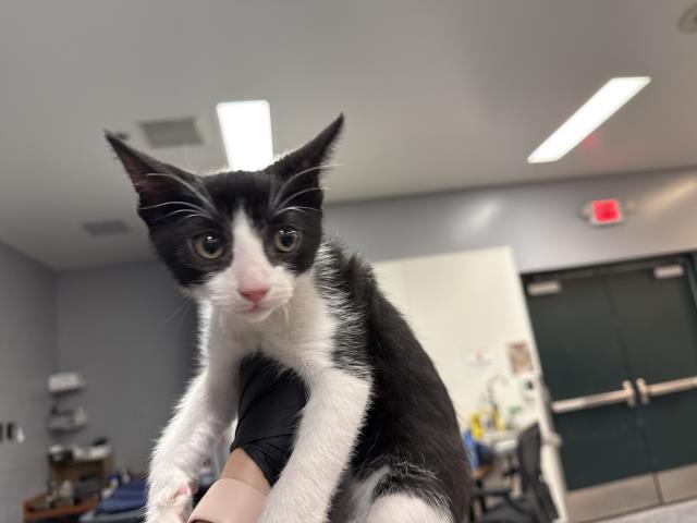 Shelter Stray Male Cat last seen ARABIA ST, Thousand Palms, CA, USA