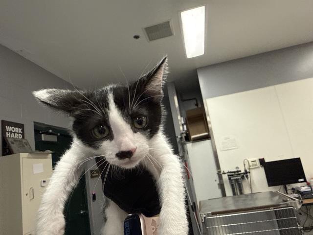 Shelter Stray Female Cat last seen ARABIA ST, Thousand Palms, CA, USA