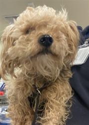 Shelter Stray Male Dog last seen Near BLOCK MAYBERRY AVE, HEMET, CA, San Jacinto, CA 92582, USA