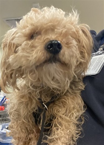 Shelter Stray Male Dog last seen Near BLOCK MAYBERRY AVE, HEMET, CA, San Jacinto, CA 92582, USA