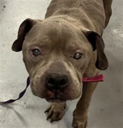 Shelter Stray Male Dog last seen Near BLOCK ALFALFA CT, PERRIS CA 92570, San Jacinto, CA 92582, USA