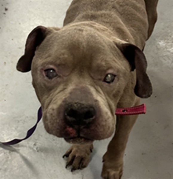 Shelter Stray Male Dog last seen Near BLOCK ALFALFA CT, PERRIS CA 92570, San Jacinto, CA 92582, USA