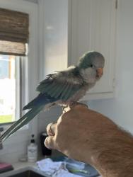 Found/Stray Unknown Bird last seen Jerusalem Ave, Wantagh, NY 11793