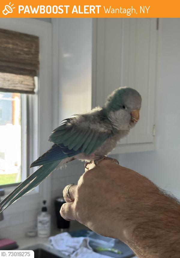 Found/Stray Unknown Bird last seen Jerusalem Ave, Wantagh, NY 11793