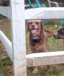 Reunited Female Dog last seen Bayne Street Norwalk, Norwalk, CT 06851