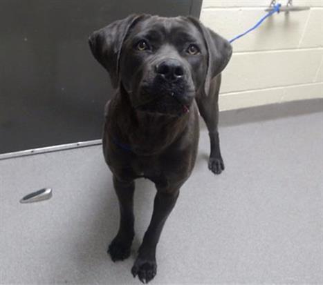 Shelter Stray Female Dog last seen Near BLOCK E 49TH AVE, DENVER CO 80216, 1241 W Bayaud Ave, Denver, CO 80223, USA