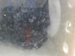 Shelter Stray Female Cat last seen HANKS ST/BRADHUGH CT, 95827, 3839 Bradshaw Rd, Sacramento, CA 95827, USA