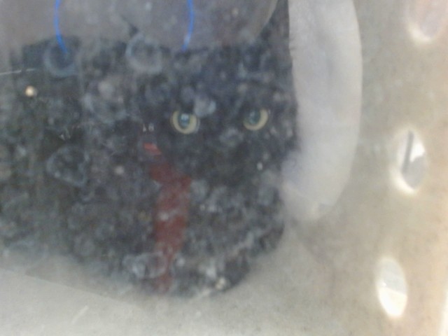 Shelter Stray Female Cat last seen HANKS ST/BRADHUGH CT, 95827, 3839 Bradshaw Rd, Sacramento, CA 95827, USA