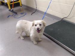 Shelter Stray Unknown Dog last seen Near BLOCK N FEDERAL BLVD, DENVER CO 80219, 1241 W Bayaud Ave, Denver, CO 80223, USA
