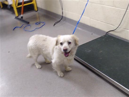 Shelter Stray Unknown Dog last seen Near BLOCK N FEDERAL BLVD, DENVER CO 80219, 1241 W Bayaud Ave, Denver, CO 80223, USA