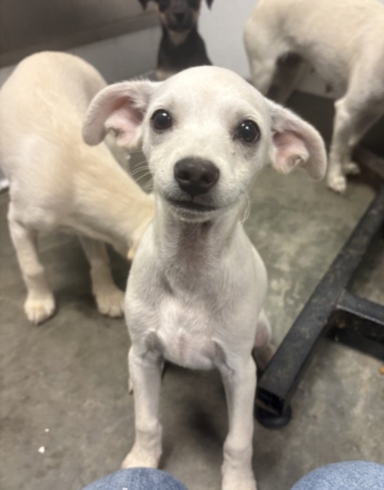 Shelter Stray Male Dog last seen , 11361 W Pico Blvd, Los Angeles, CA 90064, USA