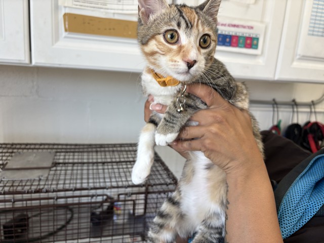 Shelter Stray Female Cat last seen WATERMAN AND SECOND, 333 Chandler Pl, San Bernardino, CA 92408, USA