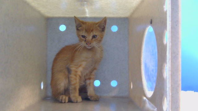 Shelter Stray Male Cat last seen , 216 W Victoria St, Gardena, CA 90248, USA