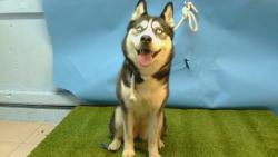 Shelter Stray Female Dog last seen , 216 W Victoria St, Gardena, CA 90248, USA